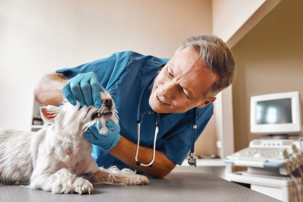 Best Weekend Emergency Dentist in Bethany, IL
